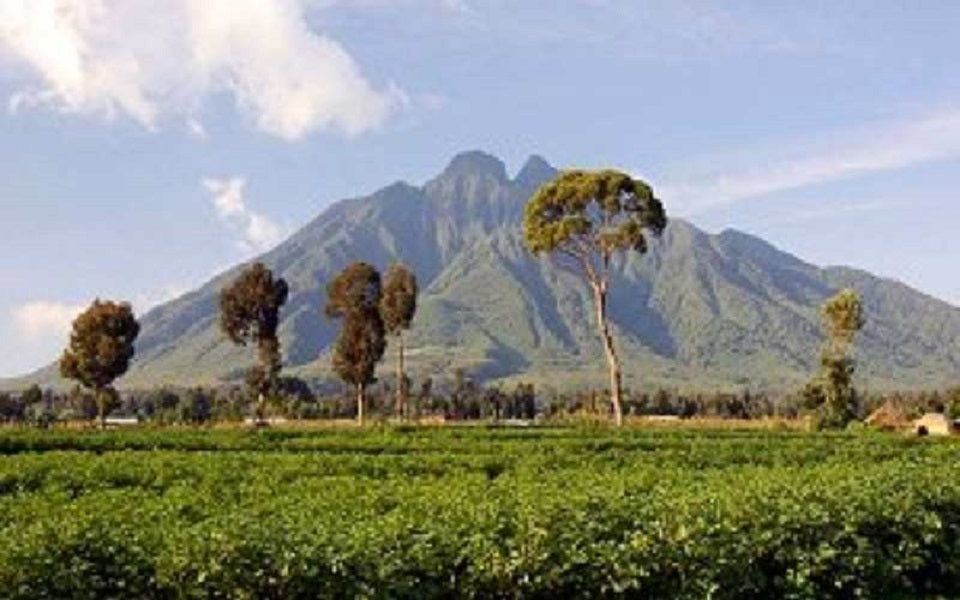 mt Elgon Sironko, UGANDA | 88+